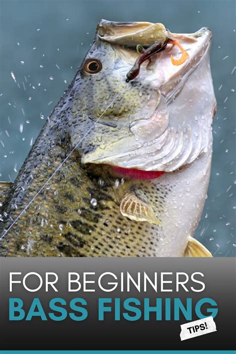 largemouth bass fishing|Bass Fishing Tips for Beginners .